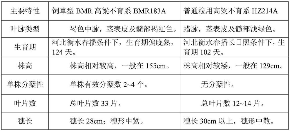 A kind of breeding method of forage type bmr sorghum sterile line