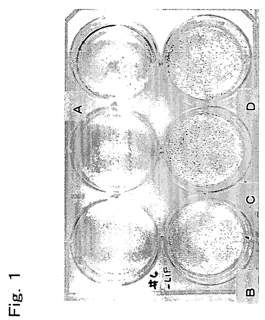 Base material for culturing embryo stem cells and culture method