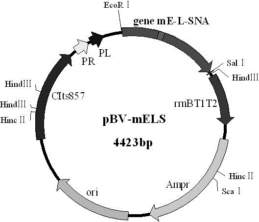 Efficient splitting tandem gene, efficient splitting plasmid and construction method and appliance