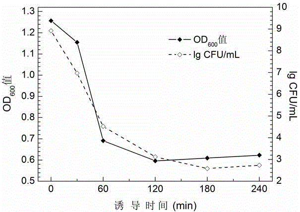 Efficient splitting tandem gene, efficient splitting plasmid and construction method and appliance