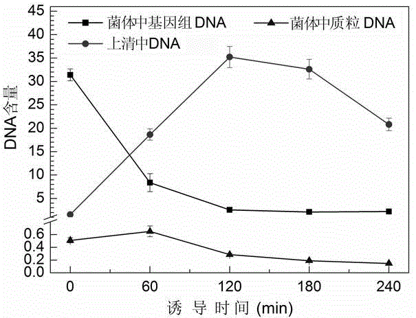 Efficient splitting tandem gene, efficient splitting plasmid and construction method and appliance