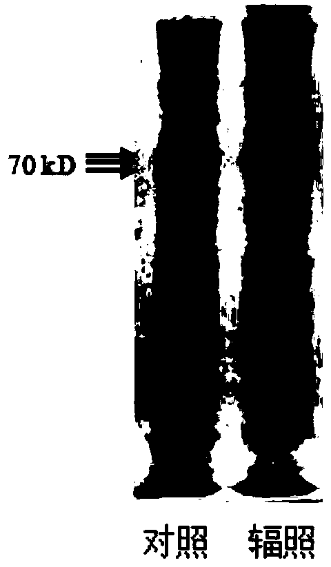 Method for increasing blood storage protein (SP) amount of silkworm larvae in early stage