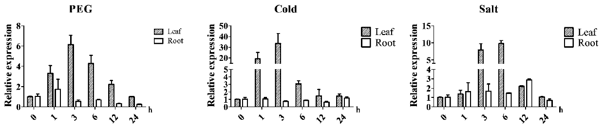 Application of oryza sativa l. OsGA2ox8 protein and coding gene and recombinant vector thereof in enhancing plant drought resistance