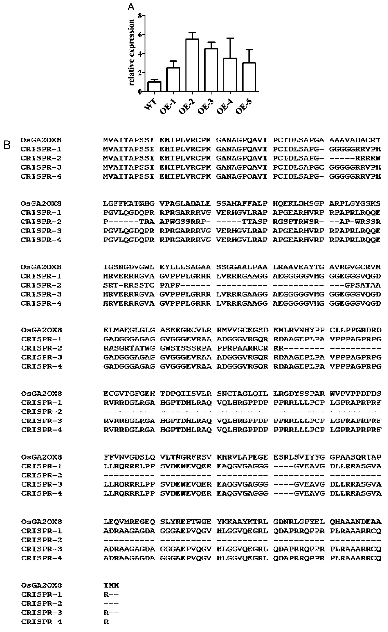 Application of oryza sativa l. OsGA2ox8 protein and coding gene and recombinant vector thereof in enhancing plant drought resistance