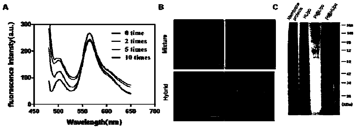 Oxygen self-supply type targeted nano photodynamic therapy system