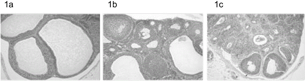 Construction method of polycystic ovarian syndrome with type 2 diabetes mellitus rat model