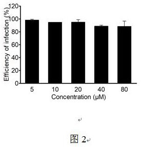 Polycyclic benzodifuran compound and application thereof as anti-RSV drug