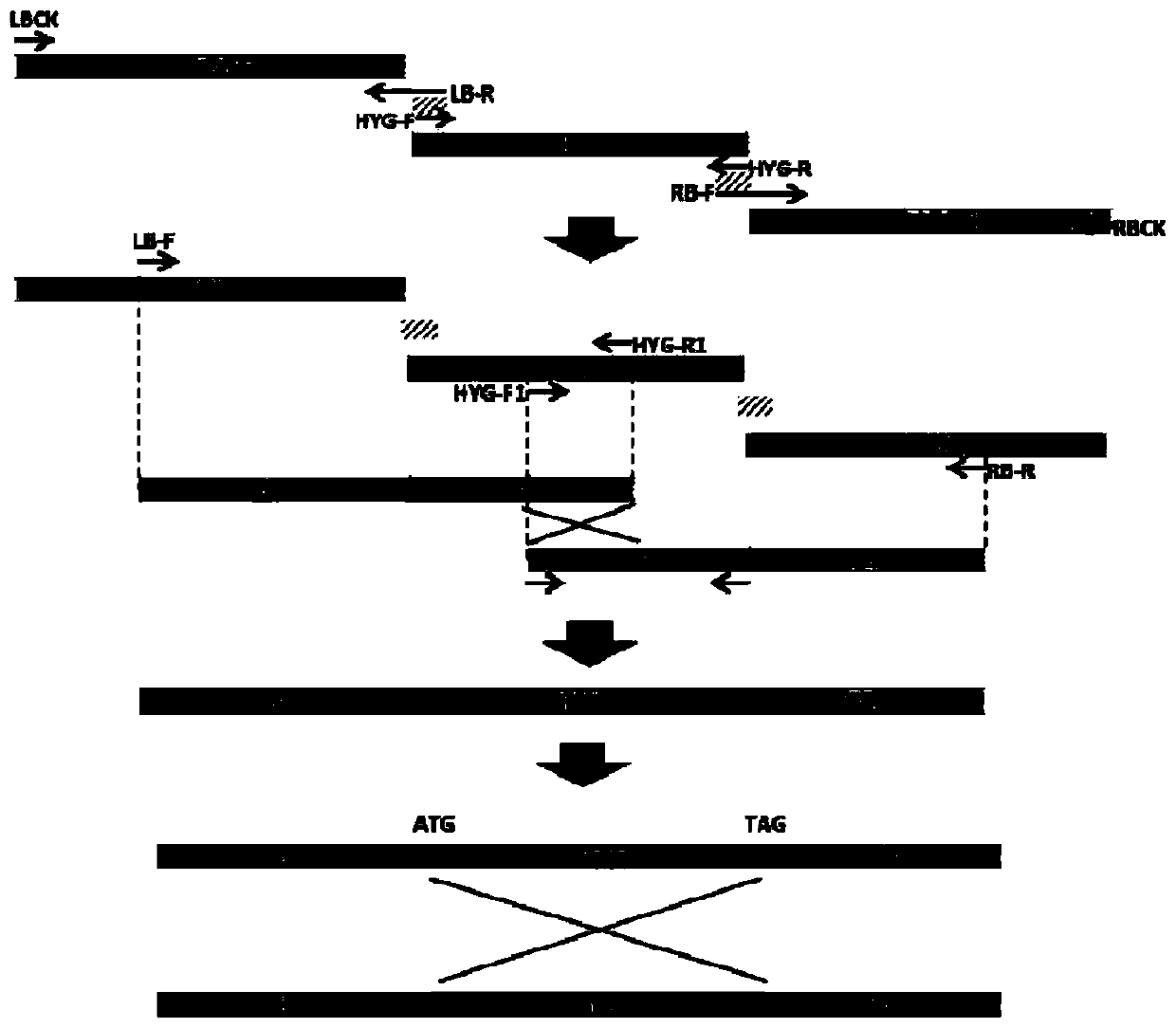 An ago gene deletion mutant of fusarium wilt of banana and its small rna