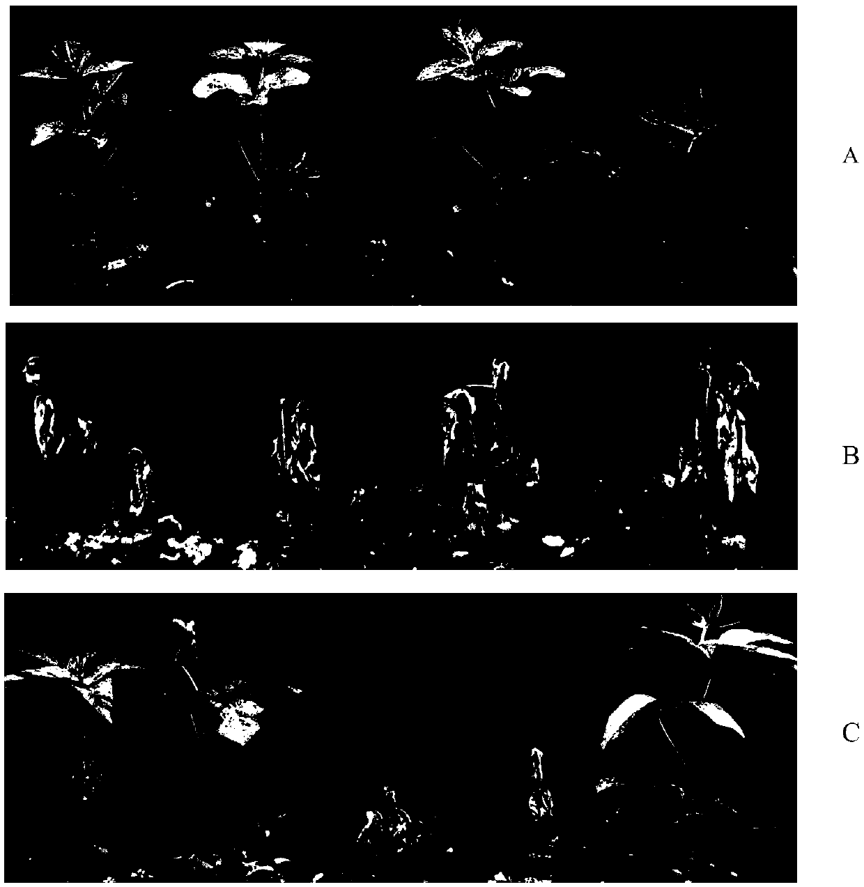 Glyphosate-resistant transgenic soybean as well as preparation method and application thereof