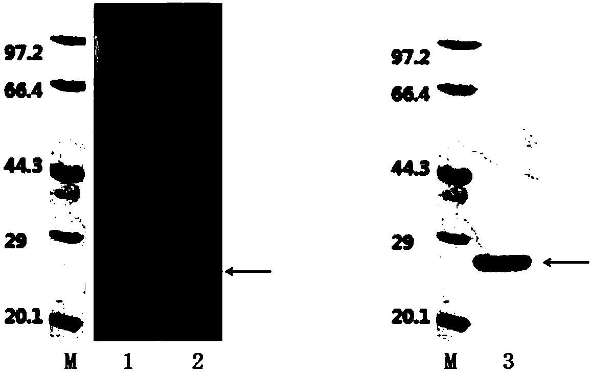 HCV (hepatitis c virus) antibody detection reagent containing recombinant fusion antigens A and B, application and recombinant fusion antigens A and B