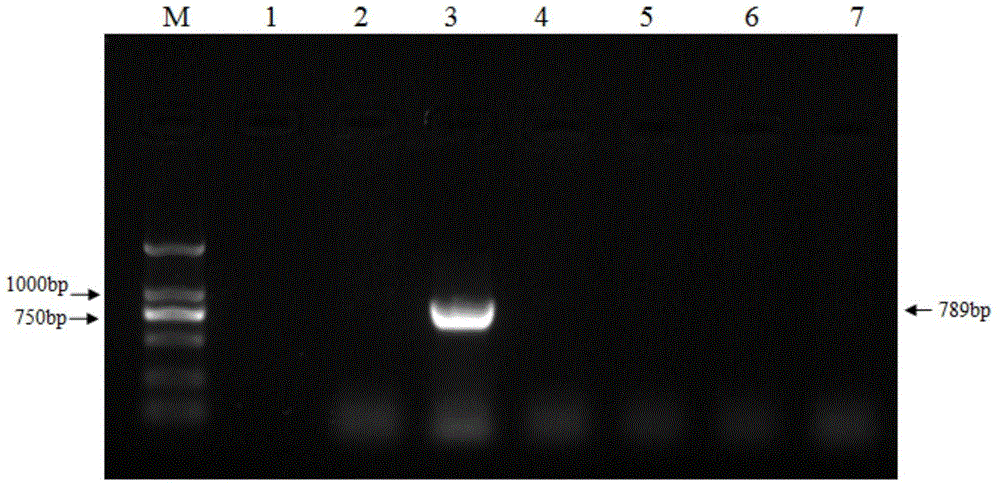 Kit for rapidly detecting tomato yellow leaf curl virus and application thereof