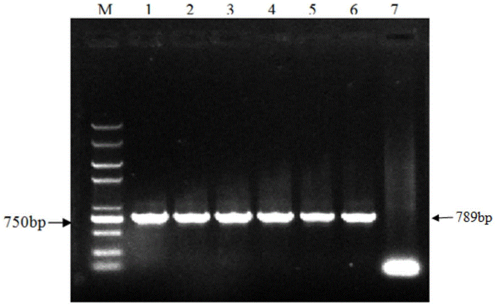 Kit for rapidly detecting tomato yellow leaf curl virus and application thereof