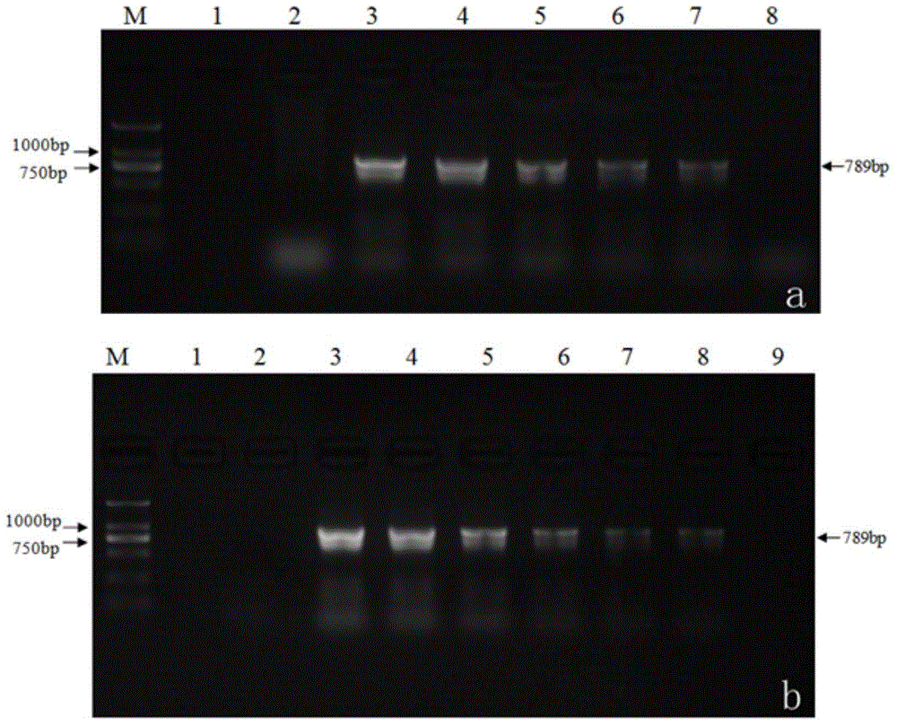 Kit for rapidly detecting tomato yellow leaf curl virus and application thereof