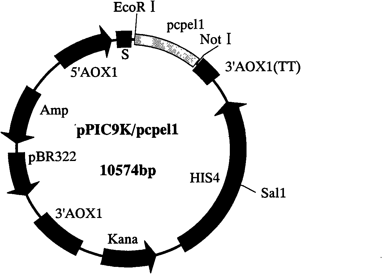 Phytophthora capsici pectate lyase (PL) Pcpel1 gene, protein preparation method and application thereof