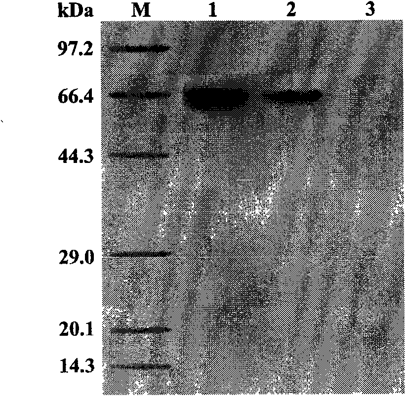 Phytophthora capsici pectate lyase (PL) Pcpel1 gene, protein preparation method and application thereof