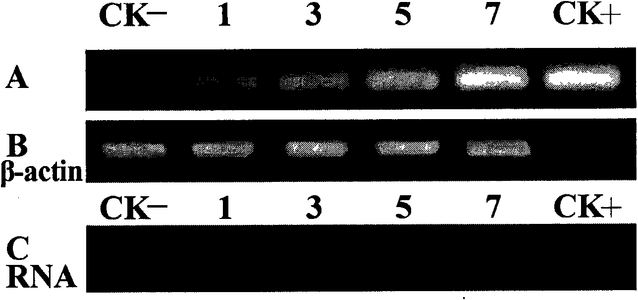 Phytophthora capsici pectate lyase (PL) Pcpel1 gene, protein preparation method and application thereof