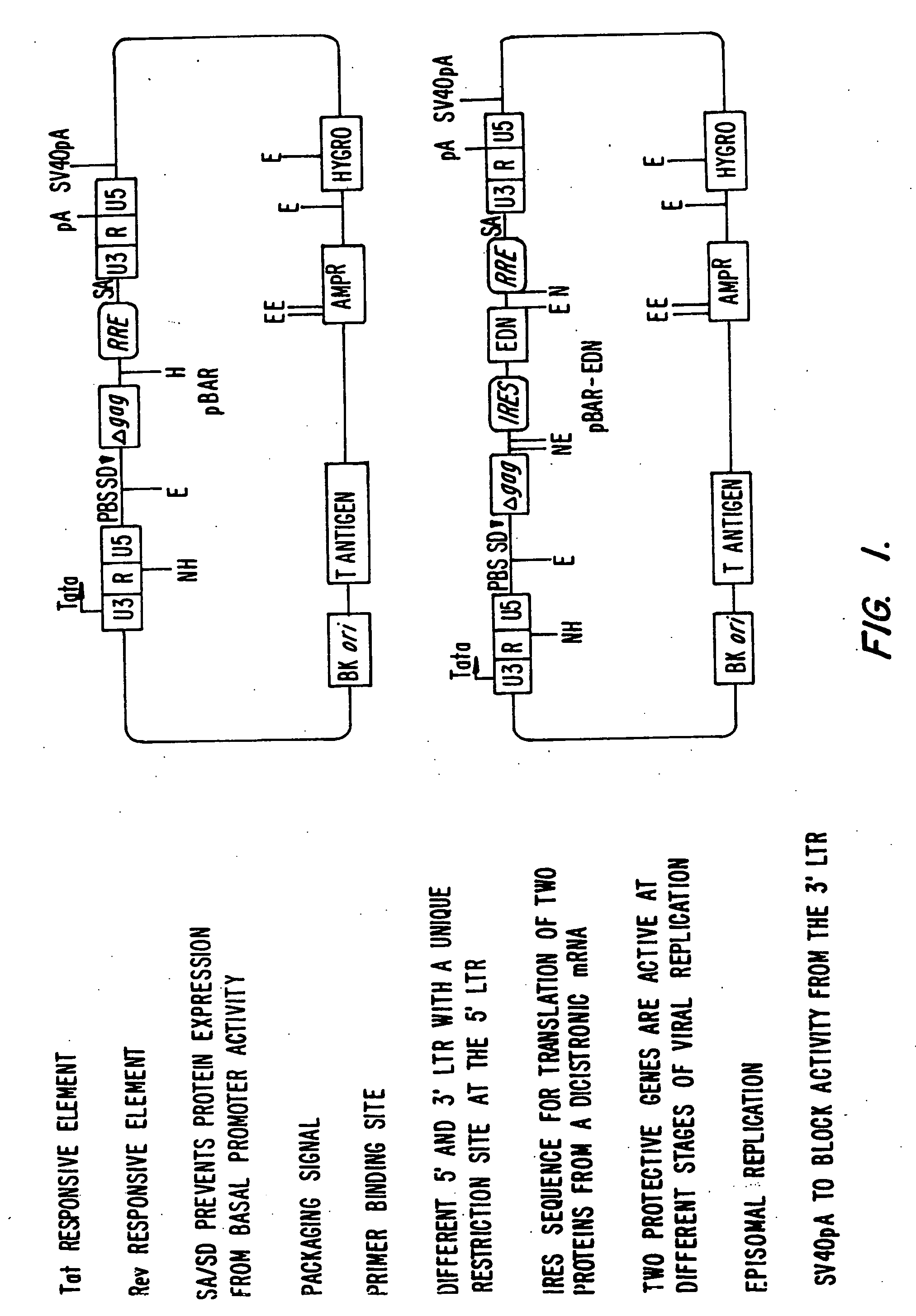 Vectors for delivering viral and oncogenic inhibitors