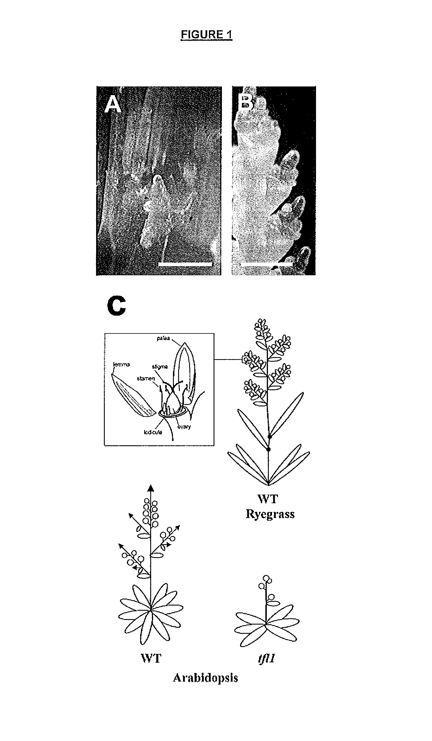 Method of repressing flowering in a plant