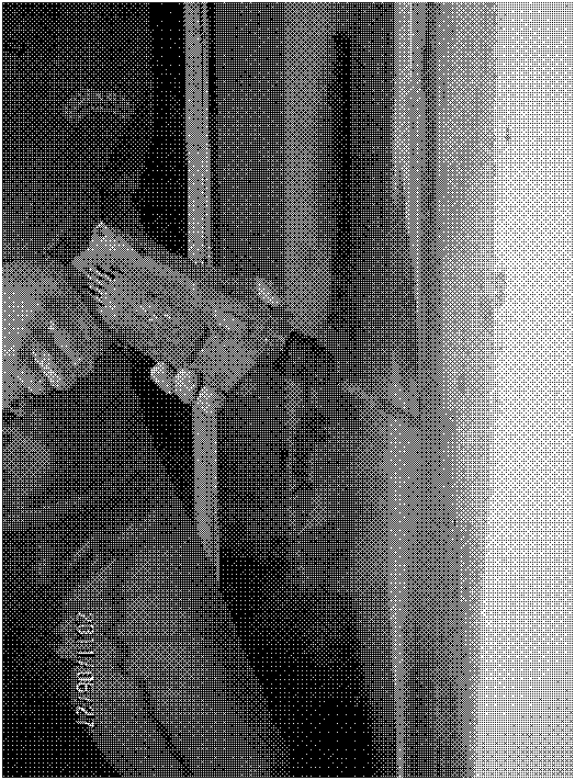 Method for sealing vertical cracks of basement concrete structures by using microbial grouting