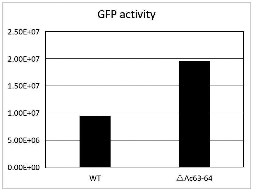 Ac63-64 gene knockout baculovirus expression vector