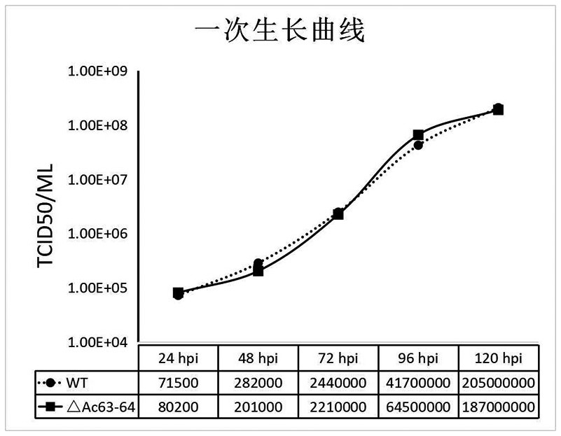 Ac63-64 gene knockout baculovirus expression vector