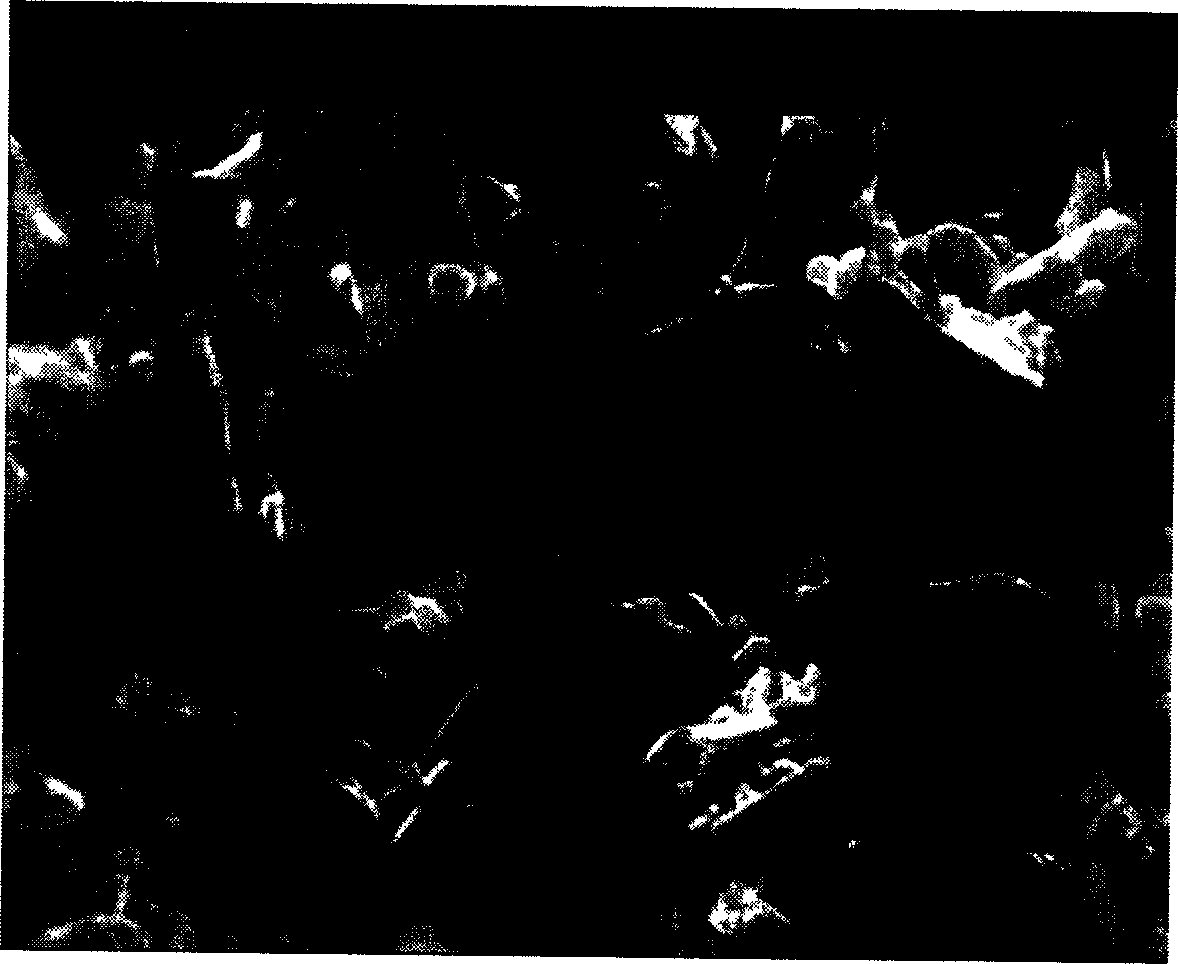 Process for synthesizing tin titanium carbide ceramic powder under atmospheric pressure