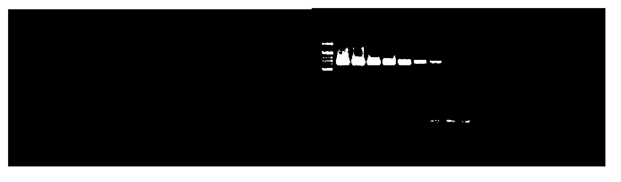 Duplex fluorescent quantitation RT-PCR (Reverse Transcription-Polymerase Chain Reaction) detection kit for shellfish Bonamia and Perkinsus