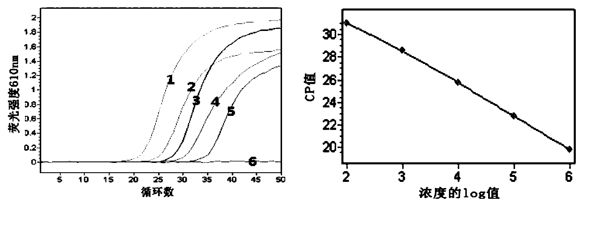 Duplex fluorescent quantitation RT-PCR (Reverse Transcription-Polymerase Chain Reaction) detection kit for shellfish Bonamia and Perkinsus