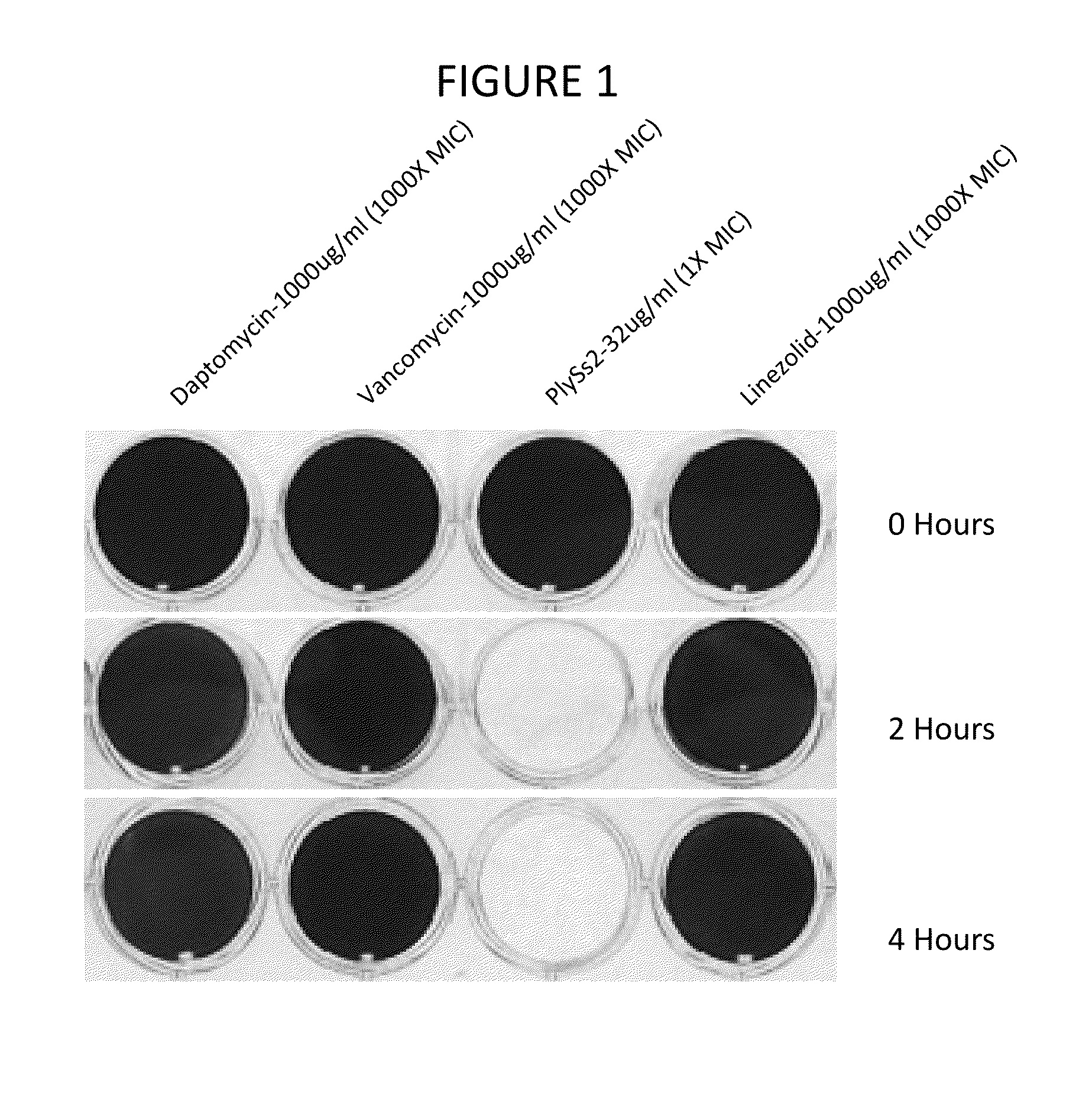 Biofilm prevention, disruption and treatment with bacteriophage lysin