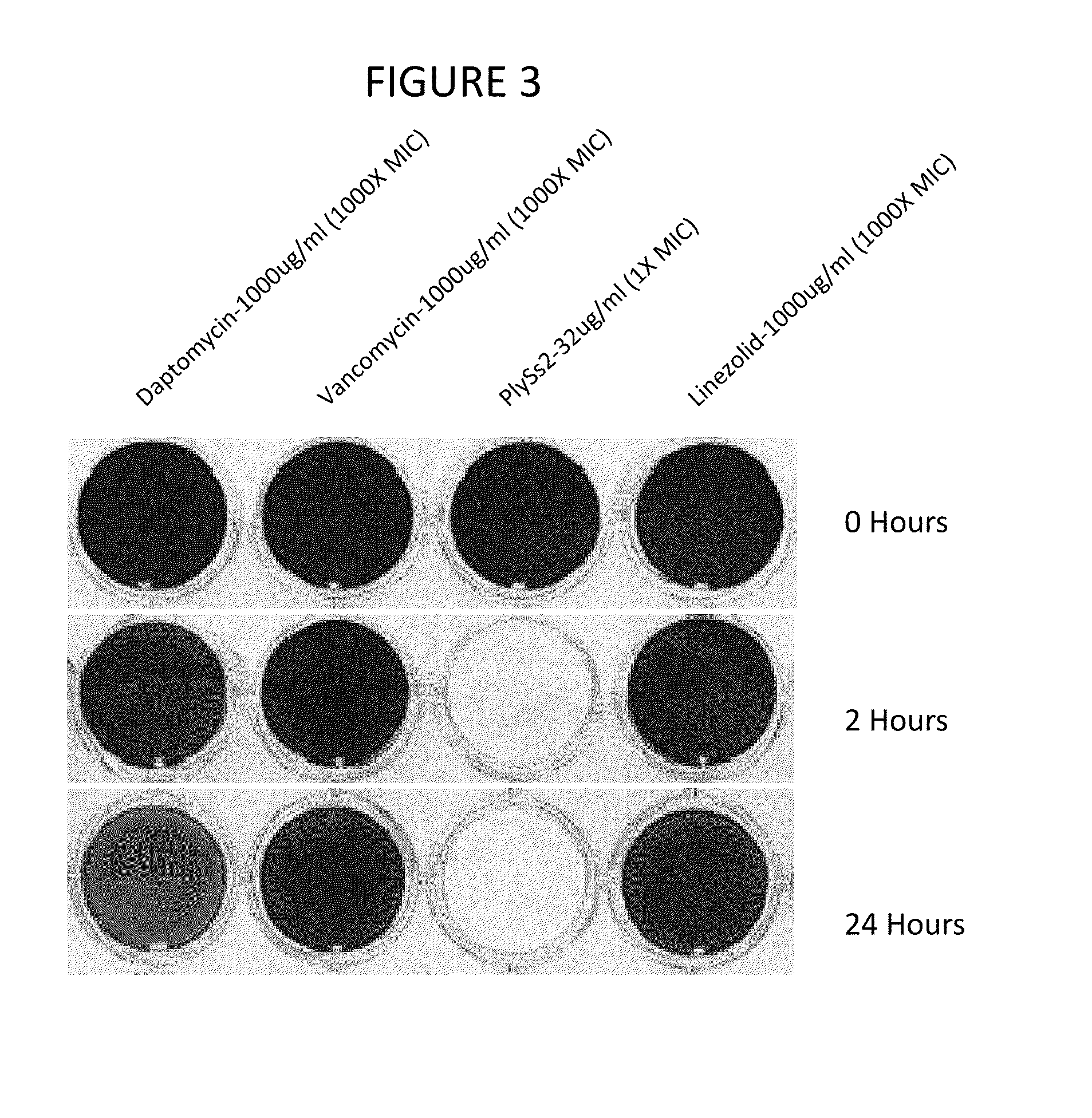 Biofilm prevention, disruption and treatment with bacteriophage lysin