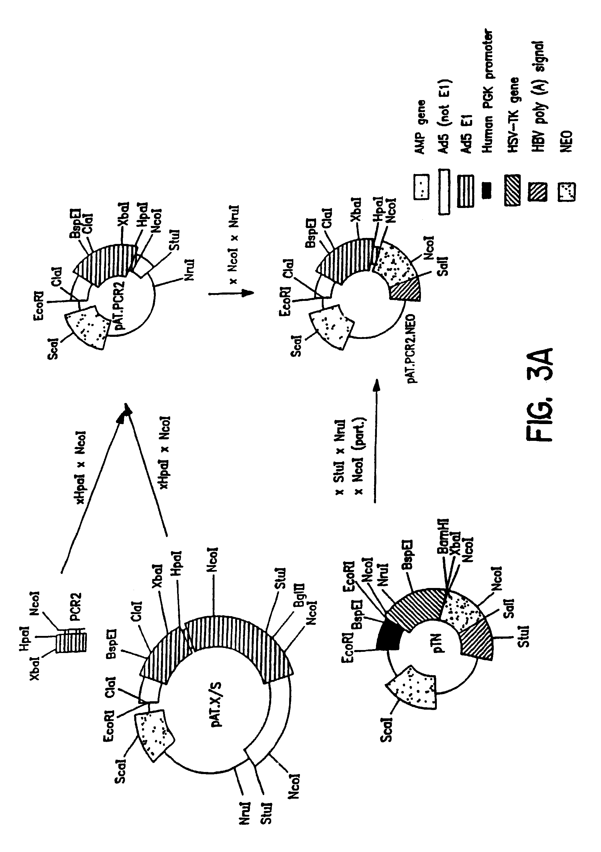 Packaging systems for human recombinant adenovirus to be used in gene therapy