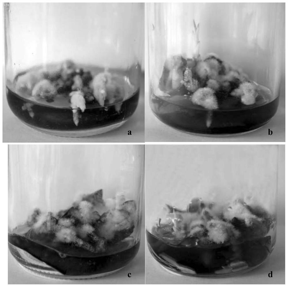 A method for improving the proliferation and differentiation efficiency of Orchid rhizomes