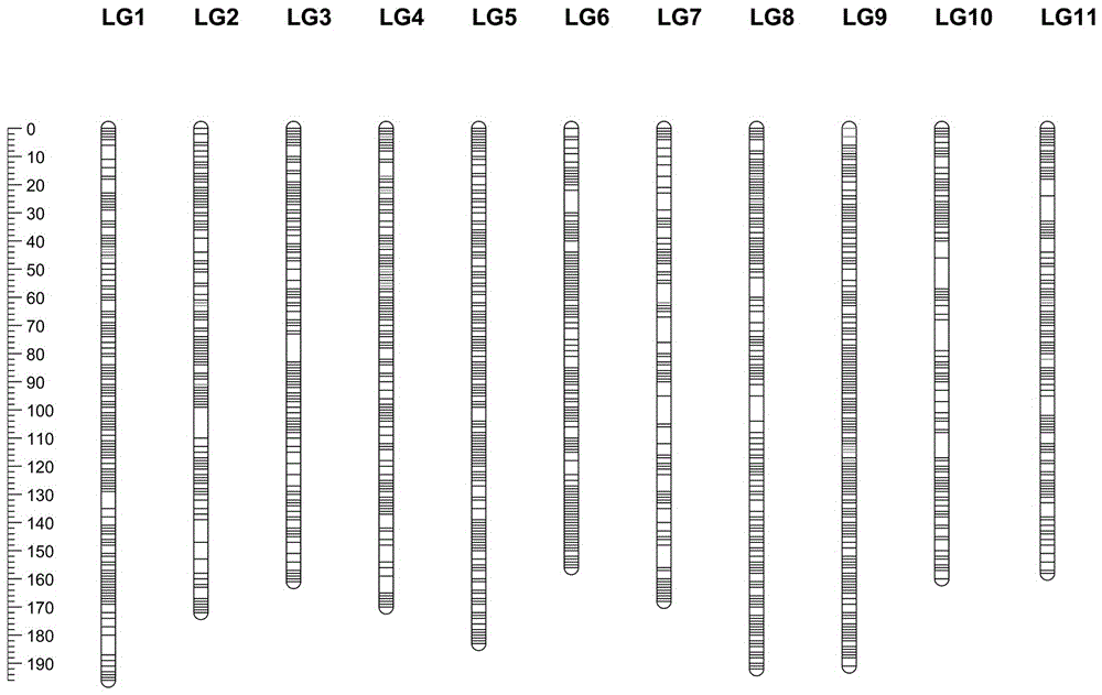 InDel molecular marker for identifying watermelon seed size and primers and application thereof