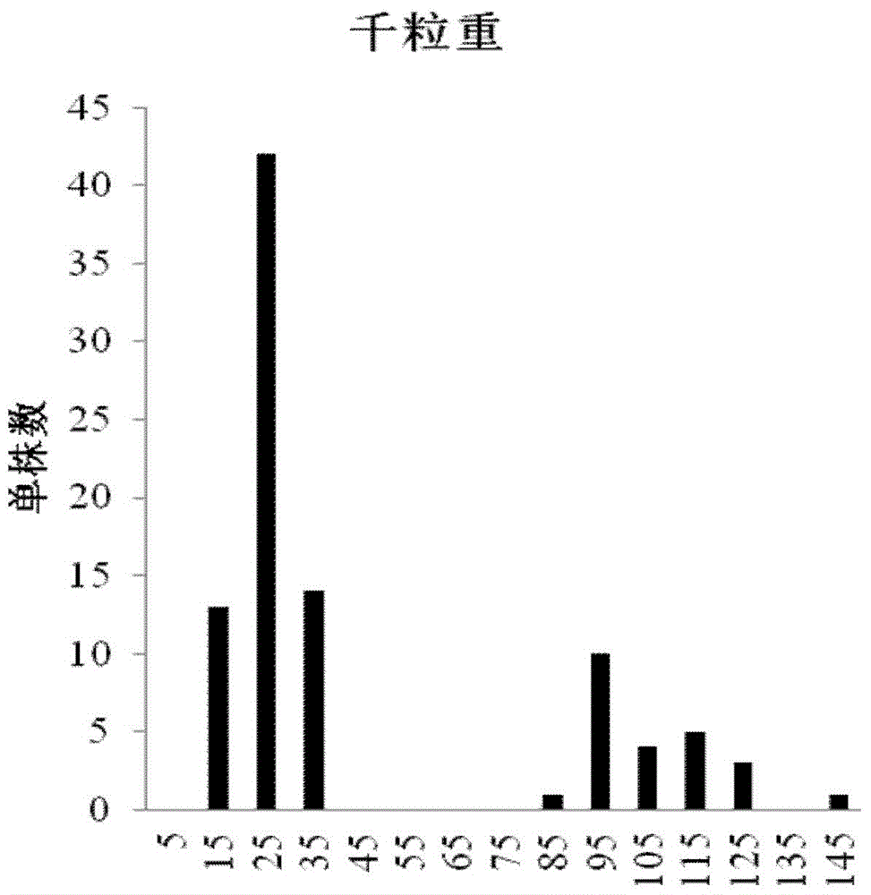 InDel molecular marker for identifying watermelon seed size and primers and application thereof