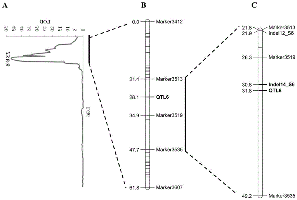 InDel molecular marker for identifying watermelon seed size and primers and application thereof