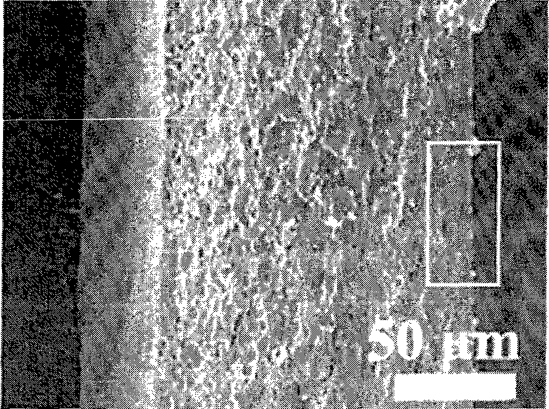 Gelatin/calcium phosphate asymmetry medicine releasing coating layer and preparation method thereof