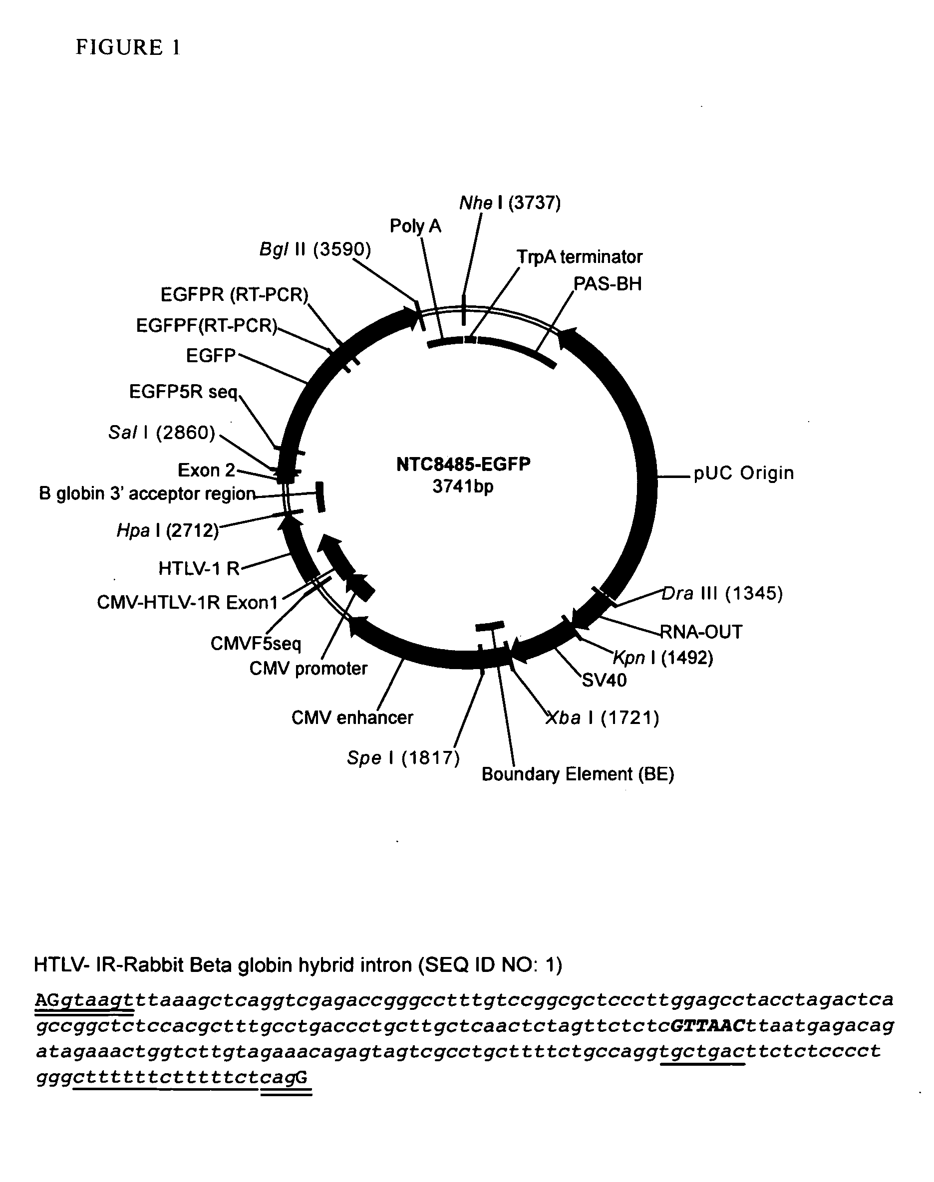 Replicative minicircle vectors with improved expression