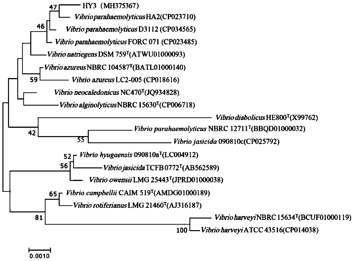 Vibrio parahaemolyticus phage VP-HYP2 and application thereof