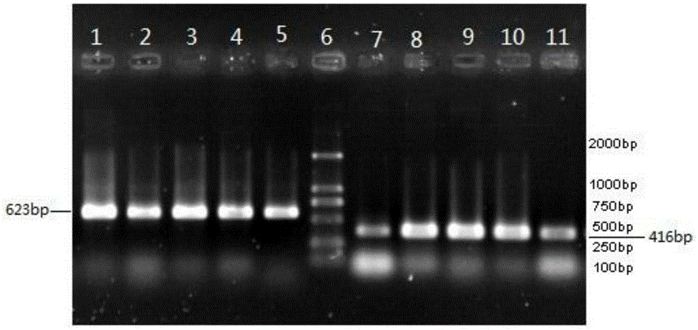 Molecular marker SVmc3 closely linked with husked millet color genes