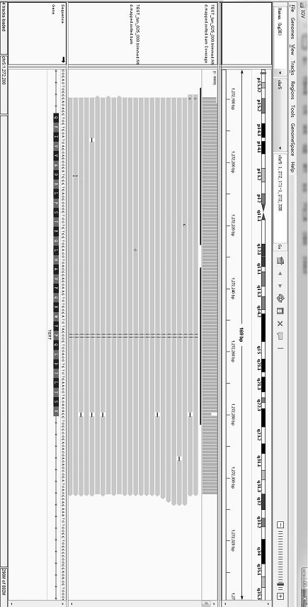 Multiplex PCR primer composition, reagent and control system for next-generation sequencing of whole exons of TERT gene