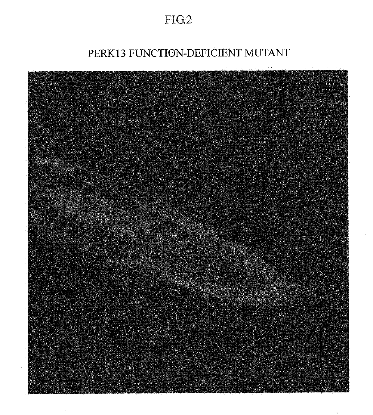 Method for improving salt tolerance of plant