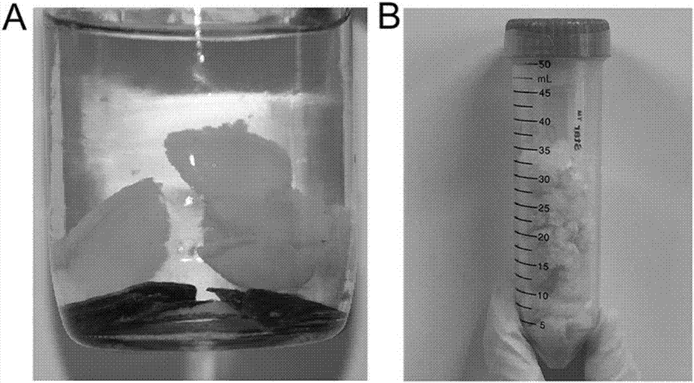 Mussel-sourced biological adhesive for stomach recovery and preparation method thereof