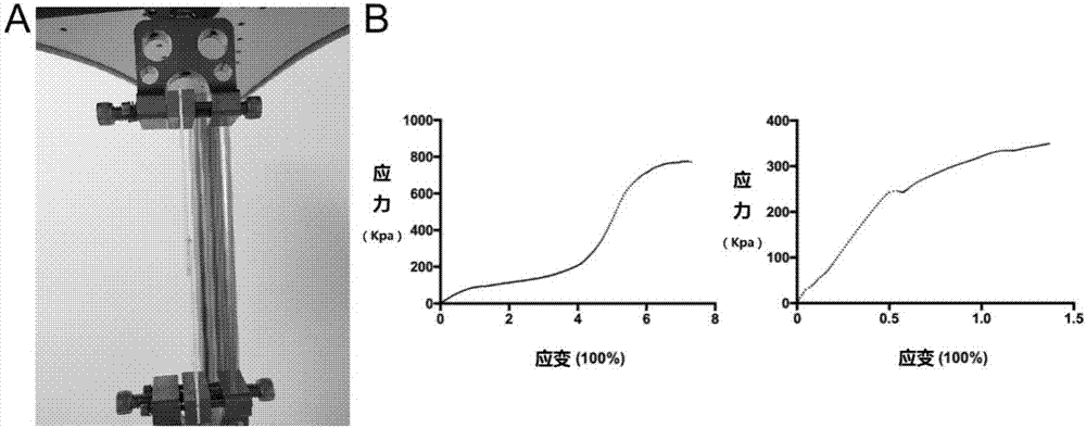 Mussel-sourced biological adhesive for stomach recovery and preparation method thereof