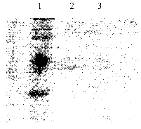 Peach gum hydrolase producing strain and application in preparation of peach gum polysaccharide thereof