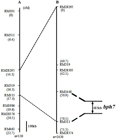 Molecular marker of brown planthopper-resistant major gene bph7 of rice and application thereof