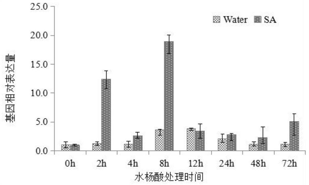 Rice MeRING29 gene, coding protein, recombinant vector and application