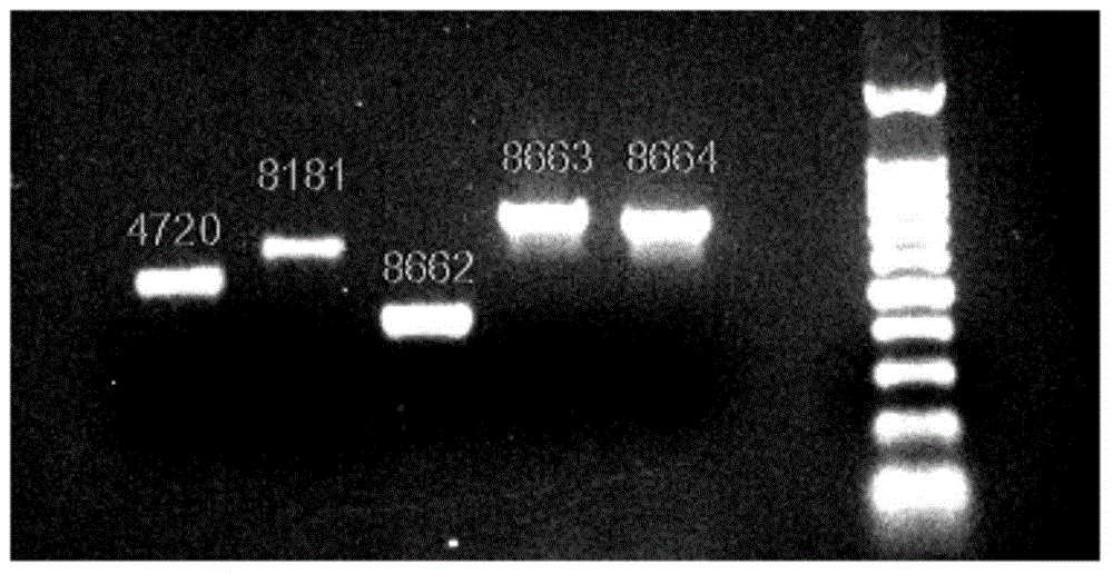 TERT gene combination mutation site detection kit