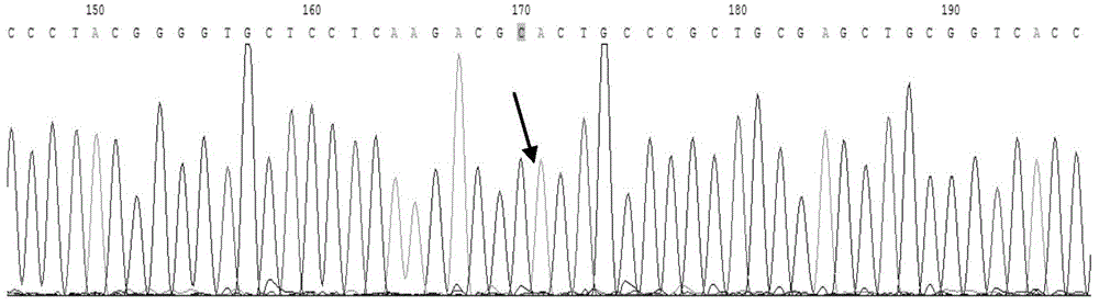 TERT gene combination mutation site detection kit