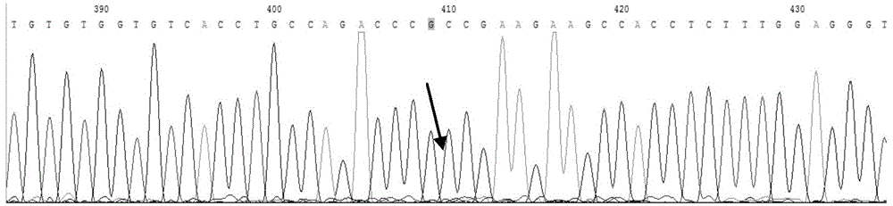 TERT gene combination mutation site detection kit