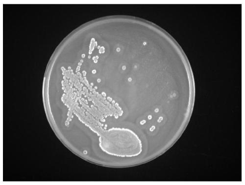 Strain of streptomycete CCPM7649 with strong anticancer activity and application thereof